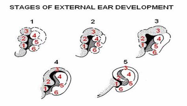 تکامل سیستم شنوایی در جنین و نوزاد
